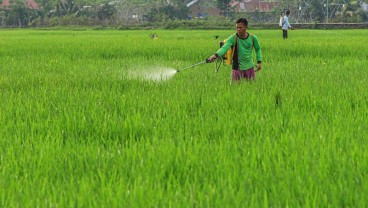 Produksi Padi 2022 di Sumbar Capai 1,42 Juta Ton