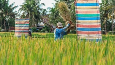 Sumbar Optimistis Produksi Padi 2023 sebanyak 1,5 Juta Ton