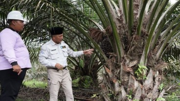 Muba Siapkan Lahan 30 Ha untuk Pabrik Minyak Goreng