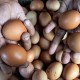 Jelang Tahun Baru: Harga Telur Ayam hingga Bawang Merah Turun
