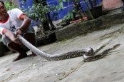 11 Cara Kematian yang Paling Menyakitkan Menurut Sains