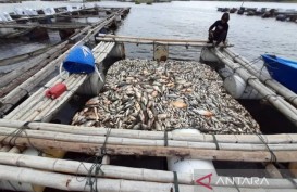Ribuan Ikan di Waduk Kedung Ombo Mati, Ini Pemicunya