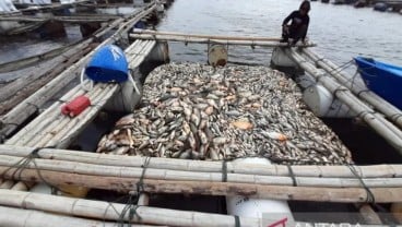 Ribuan Ikan di Waduk Kedung Ombo Mati, Ini Pemicunya