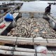 Ribuan Ikan di Waduk Kedung Ombo Mati, Ini Pemicunya