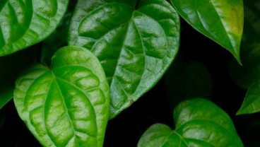 Ini 9 Manfaat Daun Sirih untuk Kesehatan, Bisa Mengatasi Jerawat