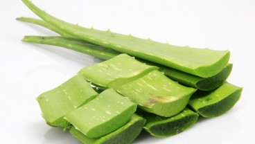 Simak 6 Manfaat Lidah Buaya untuk Kesehatan dan Kecantikan Wajah