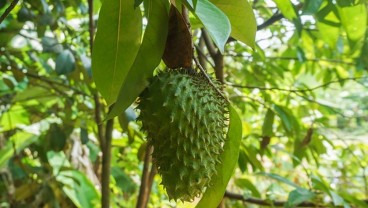 Simak 10 Manfaat Daun Sirsak untuk Kesehatan, Apa Saja?