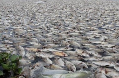 Ribuan Ikan Mati di Boyolali karena Fenomena Upwelling, Apa Itu?