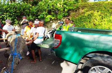 Kemunculan Buaya di Pantai Legian Hebohkan Wisatawan