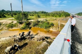Tak Hanya Gajah, Jokowi Juga Ingin Bangun Lintasan…