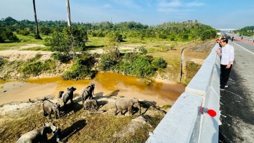 Tak Hanya Gajah, Jokowi Juga Ingin Bangun Lintasan Harimau dan Banteng