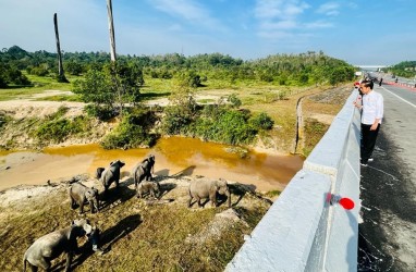 Tak Hanya Gajah, Jokowi Juga Ingin Bangun Lintasan Harimau dan Banteng