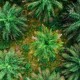 Data Satelit Ungkap Deforestasi Akibat Kebun Kelapa Sawit Berkurang pada 2022