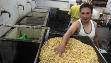 Harga Kedelai Impor Kualitas A Terus Merangkak Naik