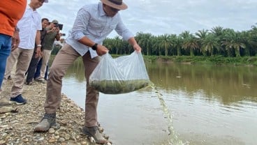 Tingkatkan Kelestarian Sungai Riau, PTPN V Sebar Ratusan Ribu Benih Ikan