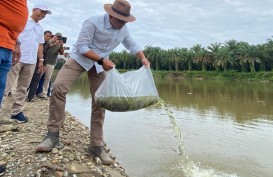 Tingkatkan Kelestarian Sungai Riau, PTPN V Sebar Ratusan Ribu Benih Ikan