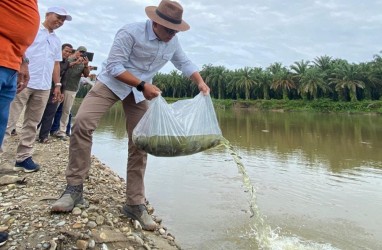 Tingkatkan Kelestarian Sungai Riau, PTPN V Sebar Ratusan Ribu Benih Ikan