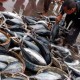 Ekspor Ikan Tuna Sumbar Sepanjang 2022 Turun Drastis