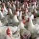 10 Daerah Penghasil Ayam Broiler Tertinggi di Jawa Timur