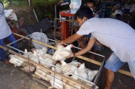 10 Daerah Penghasil Ayam Broiler Tertinggi di Jawa…