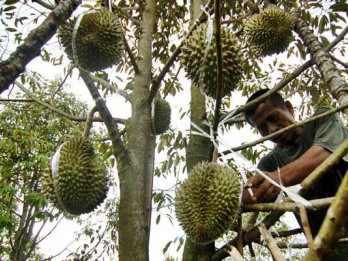 Purwakarta Punya Perkebunan Durian, Sentranya Ada di Dua Kecamatan Ini