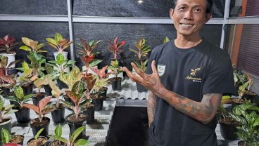 Cerita Mbah Yok Pijiti Aglaonema Sampai Jadi Juri Kontes Nasional