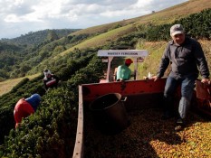 ILO : Jam Kerja Sektor Agrikultur di Bawah 20 Jam per Pekan