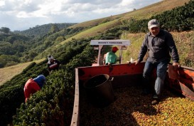ILO : Jam Kerja Sektor Agrikultur di Bawah 20 Jam per Pekan