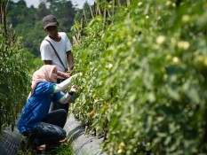 Krisis Iklim Memburuk, GREENS Ciptakan Sistem Pertanian Canggih Pertama di Indonesia