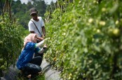 Krisis Iklim Memburuk, GREENS Ciptakan Sistem Pertanian Canggih Pertama di Indonesia