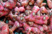 Ini 7 Manfaat Jahe Merah untuk Kesehatan dan Efek Sampingnya