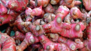 Ini 7 Manfaat Jahe Merah untuk Kesehatan dan Efek Sampingnya