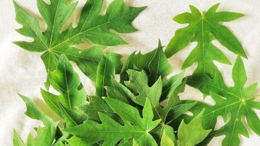 Ini 7 Manfaat Daun Pepaya Bagi Kesehatan, Bisa Jadi Obat Kanker