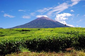 Gunung Kerinci dan Marapi Erupsi, Ini Kondisi Penerbangan…