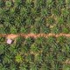 Aturan Deforestasi Uni Eropa, Apkasindo: Indonesia Jauh Lebih Siap