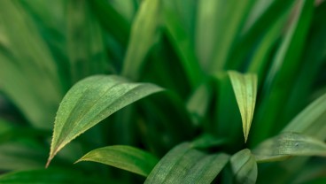 Ini 11 Manfaat Daun Pandan untuk Kesehatan, Bisa Jaga Gula Darah