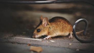 Ini 7 Cara Mengusir Tikus secara Alami, Dijamin Langsung Hilang