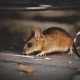 Ini 7 Cara Mengusir Tikus secara Alami, Dijamin Langsung Hilang