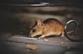 Ini 7 Cara Mengusir Tikus secara Alami, Dijamin Langsung Hilang