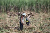 PTPN X Targetkan Produksi Tebu 4,43 Juta Ton Tahun Ini
