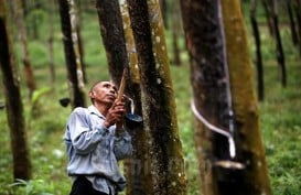 Harga Karet Boncos, Petani Karet Beralih Jadi Buruh Tani Sawit