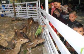 Wisata Romokalisari Surabaya Dilengkapi Area Mini Zoo