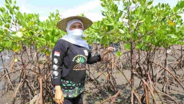 Luas Hutan Mangrove Jatim Capai 27.221 Ha, Tahun Ini Bakal Diperluas