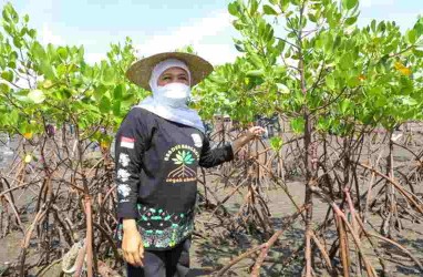 Luas Hutan Mangrove Jatim Capai 27.221 Ha, Tahun Ini Bakal Diperluas