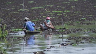 Mulai Februari 2023, DKP Larang Nelayan Bagan Tangkap Ikan Bilih di Danau Singkarak