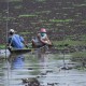 Mulai Februari 2023, DKP Larang Nelayan Bagan Tangkap Ikan Bilih di Danau Singkarak