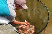 Tak Hanya Ikan Konsumsi, Ikan Koi Sumedang juga Kini Mulai Unjuk Gigi