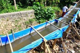 Irigasi Rusak, 800 Hektare Lahan Sawah di Solok Tak…