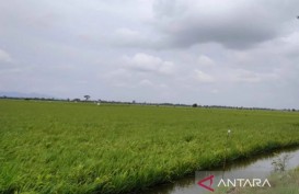 Banjir Kudus Bikin Pertanaman Padi 3.489 Hektare Puso