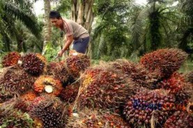 Harga Sawit Riau Pekan Ini Turun Menjadi Rp2.585,15…